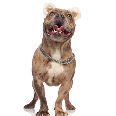 cute american bully panting and sticking out tongue