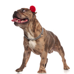 curious american bully wearing red earmuffs and panting