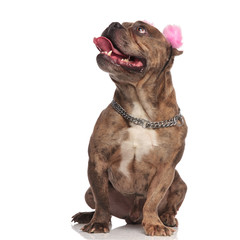 Obraz premium cute american bully wearing earmuffs and panting