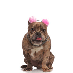 Obraz premium cute american bully wearing pink earmuffs and silver collar