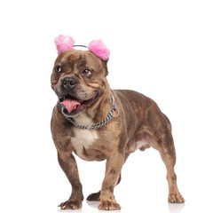 cute american bully wearing pink earmuffs and silver collar