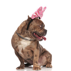 cute american bully wearing pink bow and silver collar
