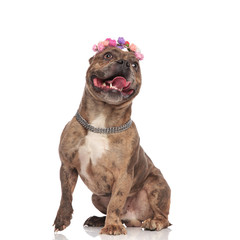 adorable american bully panting and sticking out tongue
