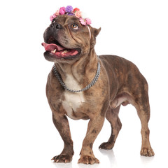 adorable american bully wearing headband and panting