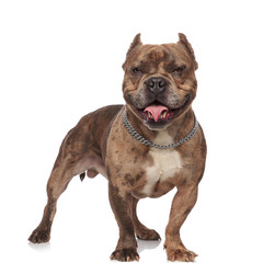 Obraz premium happy american bully panting and sticking out tongue