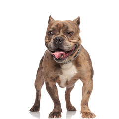 happy american bully wearing silver collar on white background
