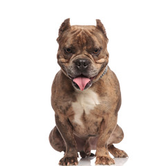 cute american bully panting and sticking out tongue