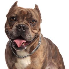 happy american bully wearing silver collar on white background