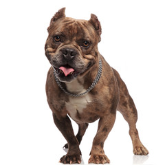 cute american bully sticking out tongue on white background