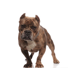 Obraz premium cute american bully wearing silver collar on white background