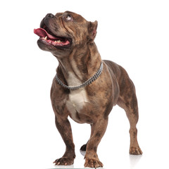 adorable american bully looking up and panting