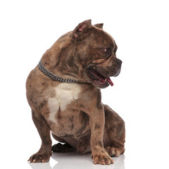 Obraz premium cute american bully panting and sticking out tongue