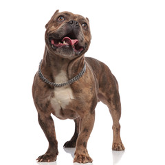 Obraz premium cute american bully looking up and sticking out tongue