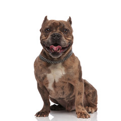 happy american bully panting and sticking out tongue