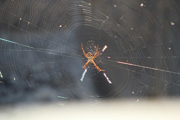 Araña venenosa