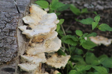 Hongos
