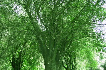 Trees and shrubs from Jijel, Algeria, Africa