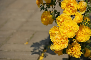 Climbing yellow roses on blurred background, Persian Yellow, Foetida Persiana