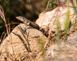 Green lizard (Reptile Podarcis Siculus)