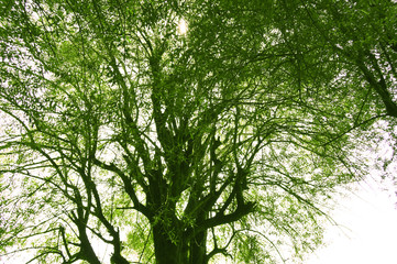 Trees and shrubs from Jijel, Algeria, Africa