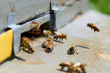 Honey bee in the entrance to a wooden beehive.