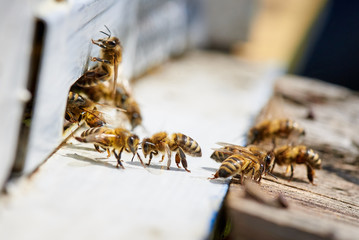 Honey bee in the entrance to a wooden beehive.