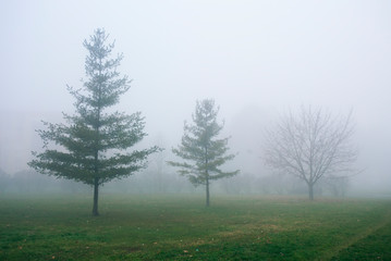 Obraz na płótnie Canvas Three fir tress in park in foggy weather