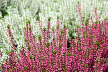 Fototapeta premium Erika Heidekraut Friedhofsblumen Allerheiligen
