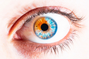 Fototapeta premium blue and orange eye macro shot