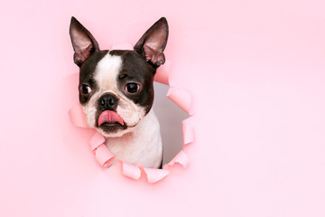 A pensive Boston terrier with tongue sticks out through a hole in pink torn paper.