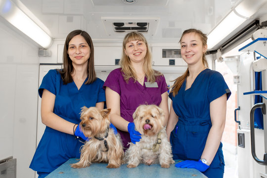 Young women professional pet doctors posing with yorkshire terriers inside pet ambulance. Animals healthcare concept.