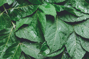 Many green leaves as background