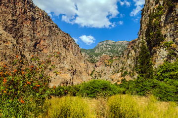 Island Butterflies Valley Turkey.