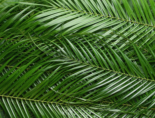 Naklejka na ściany i meble Green palm leaves as background
