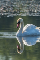 Fototapeta premium Swan in the lake