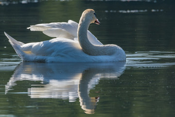 Swan in the lake
