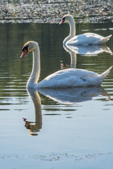 Swan in the lake