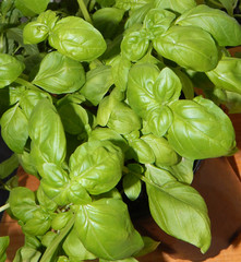 Fresh green and lush basil leaves, closeup of culinary herbs in a pot