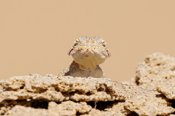 Toadhead agama Phrynocephalus mystaceus portrait on a sand dune in Dagestan. Lizard in wildlife.