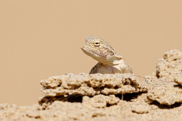 Toadhead agama Phrynocephalus mystaceus portrait on a sand dune in Dagestan. Lizard in wildlife.