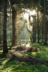 Forstwirtschaftlich genutzter Wald im Licht der Morgensonne