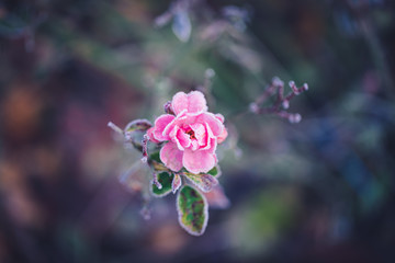 Closeup of a pink rose covered by morning frost