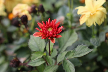 Closeup of little red dahlia flower blossoming in an autumnal flower garden