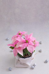 Christmas pink poinsettia potted isolated on the concrete background with Christmas balls