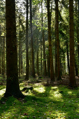 Forstwirtschaftlich genutzter Wald mit Fichten im Licht der Sonne