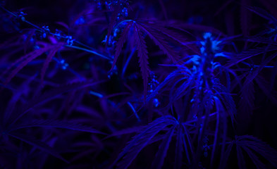  marijuana neon background. bush cannabis.