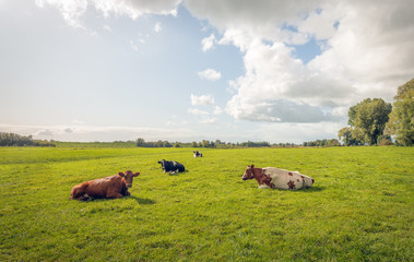 Ruminating cows resting together in the grass of the Dutch floodplains