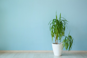 Pot with houseplant near color wall