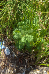 Piccola quercia vista dall'alto