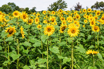 Field of sunflowers in Northern Ireland